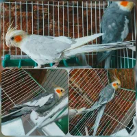 جفت عروس هلندی