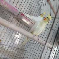 عروس هلندی مولد