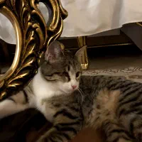 بچه گربه|گربه|کرج, کرج نو|دیوار