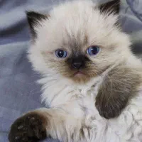 بچه گربه هیمالین