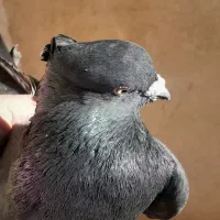 کفتردورود|پرنده|دورود, |دیوار