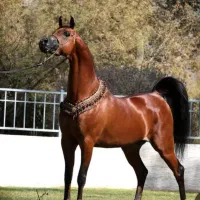 خرید و فروش اسب