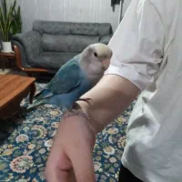 برزیلی فول دستی