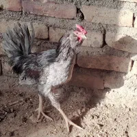 ۳ عد خروس گلین چهل تاج|حیوانات مزرعه|شهرضا, |دیوار