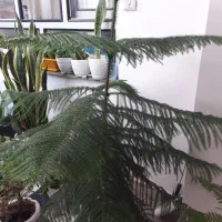 گل کاج|گل و گیاه طبیعی|نورآباد, |دیوار