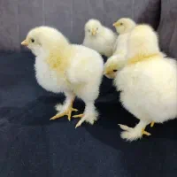 جوجه برهما لایت