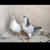 چپی با جوجه پلاکی