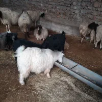 بزغاله فروش|حیوانات مزرعه|هندمینی, |دیوار