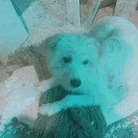 واگذاری سگ شیتزو