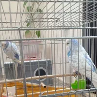 مرغ عشق انگلیسی