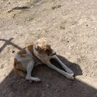 1سال