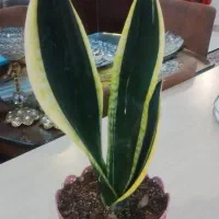 گل گیاه آپارتمانی|گل و گیاه طبیعی|بیرجند, |دیوار