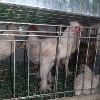 جوجه مرغ خروس تزئینی|حیوانات مزرعه|کرمان, |دیوار