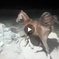 نریون سه ونیم سال پدرومادر مشخص