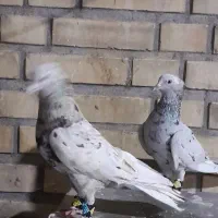 نر و ماده نر چاپ دار