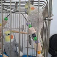 عروس هلندی|پرنده|باسمنج, |دیوار