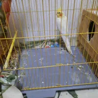 عروس هلندی رام|پرنده|رشت, پستک|دیوار