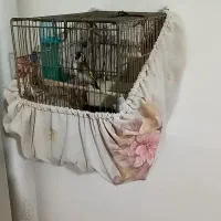 سهره ماده و نر|پرنده|ماهدشت, |دیوار