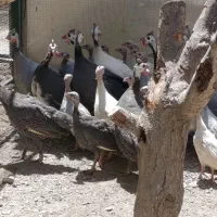 مرغ شاخدار|حیوانات مزرعه|مشهد, شهید بهشتی|دیوار