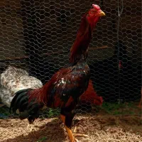 خروس لاری