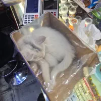 گمشده خواهش میکنم هرکی پیداش کرد بهم زنگ بزنه|حیوانات|لاهیجان, یحی آباد|دیوار