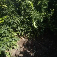 نهال مرکبات تضمینی با کیفیت قیمت مناسب|گل و گیاه طبیعی|بم, |دیوار