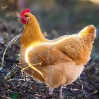 مرغ و خروس تخم گزار