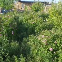 فروش یا معاوضه منزل مسکونی.همراه باغچه.شهرالماجق