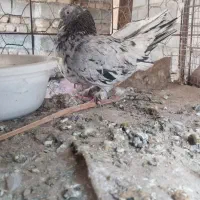 سبز گرە (فهرج)