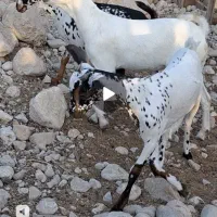 داشتی|حیوانات مزرعه|مشهد, نوفل لوشاتو|دیوار