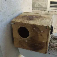 لونه طوطی برزیلی و مرغ عشق|لوازم جانبی حیوانات|صدرا-فارس, فاز ۱|دیوار