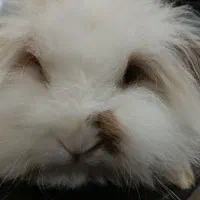 خرگوش لوپ|موش و خرگوش|اردبیل, |دیوار