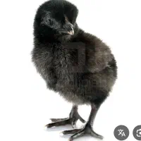 جوجه یک روزه و مرغ خروس بزرگ سیاه ایام سمانی