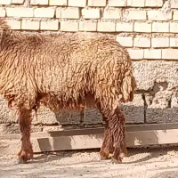 بره گوسفند وبره