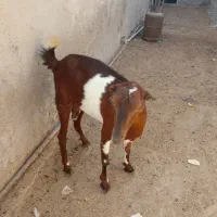 دو عدد کهره تخم جمولی