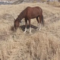 مادیان 5ساله|اسب و تجهیزات اسبسواری|کامیاران, |دیوار