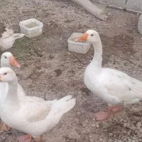 غاز ۴ عدد|حیوانات مزرعه|شوشتر, |دیوار