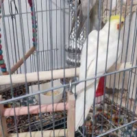 مولد عروس هلندی|پرنده|پاکدشت, پاکدشت (مامازند)|دیوار