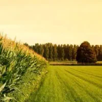 اجاره زمین کشاورزی