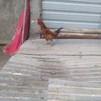 خروس محلی سنگین وزن
