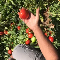 بذر گوجه فامور قیمت مناسب|حراج|میناب, |دیوار