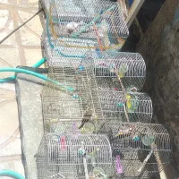 سهره دهن زن