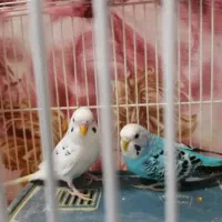 یک جفت مرغ عشق