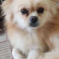 واگذاری رایگان پامر به شرط عقیم سازی