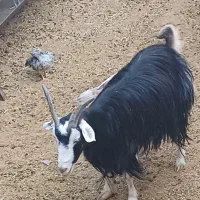 دو راس بز دورگ آبستن فروش فوری