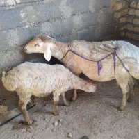 میش بره دار
