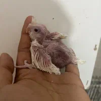 عروس هلندس سرلاکی