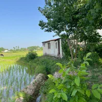 برنجکاری ۳۵۰۰ متر سنتی  چسبیده به مسکونی رشت سنگر|فروش زمین و ملک کلنگی|کوچصفهان, |دیوار