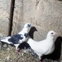 کبوتر کفتر|پرنده|سیب و سوران, |دیوار