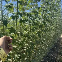 تولیدوپخش سنوبرکبوده